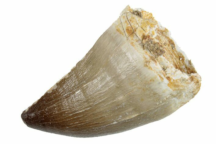 Fossil Mosasaur (Prognathodon) Tooth - Morocco #270897